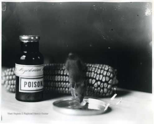 Mice drinking, undated. Courtesy of WVRHC