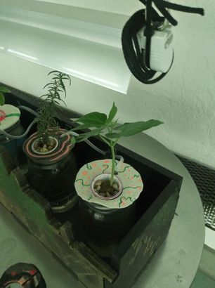 growing plants