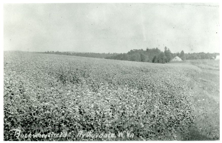 Buckwheat Field in Arthurdale, W. Va.